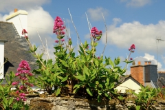 TonKlangLichter1Mai-11