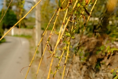 TonKlangLichter1Mai-13