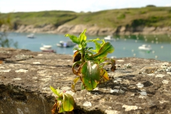 TonKlangLichter1Mai-21