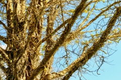 TonKlangLichter1Mai-8