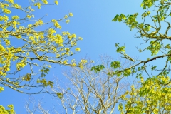 TonKlangLichter1Mai-9