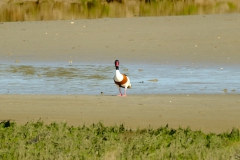 TonKlangLichterColeurFinAvril-4