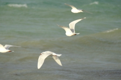 TonKlangLichterDecember2023-12