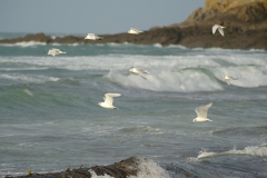 TonKlangLichterDecember2023-14