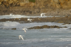 TonKlangLichterDecember2023-18