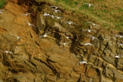 TonKlangLichterDecember2023-2