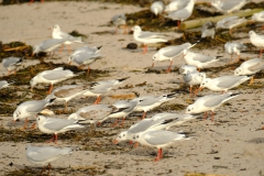 TonKlangLichterDecember2023-22