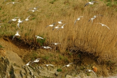 TonKlangLichterDecember2023-3