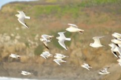 TonKlangLichterDecember2023-6