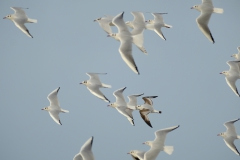 TonKlangLichterDecember2023-7