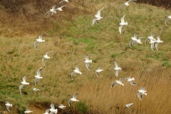 TonKlangLichterDecember2023-8