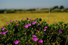 TonKlangLichterBretagne-22