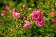 TonKlangLichterBretagne-24