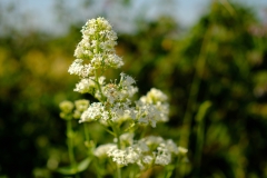 TonKlangLichterBretagne-25