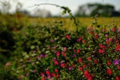 TonKlangLichterBretagne-27