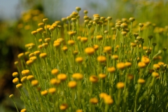 TonKlangLichterBretagne-30