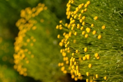 TonKlangLichterBretagne-31