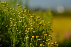 TonKlangLichterBretagne-32