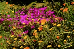 TonKlangLichterBretagne-35