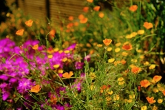 TonKlangLichterBretagne-36