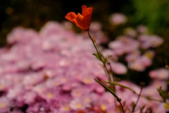 TonKlangLichterBretagne-38