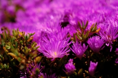 TonKlangLichterBretagne-39