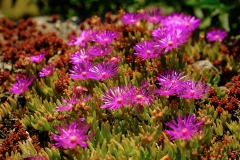 TonKlangLichterBretagne-40