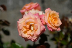 TonKlangLichterBretagne-46