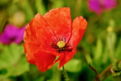 TonKlangLichterBlumenPrachtBretagneMai-1