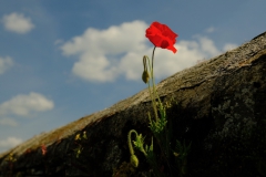 TonKlangLichterBlumenPrachtBretagneMai-11