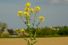 TonKlangLichterBlumenPrachtBretagneMai-12