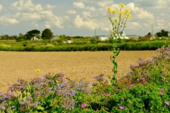 TonKlangLichterBlumenPrachtBretagneMai-14