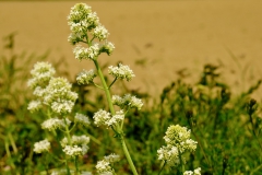 TonKlangLichterBlumenPrachtBretagneMai-15