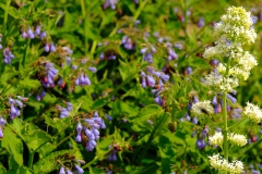 TonKlangLichterBlumenPrachtBretagneMai-16