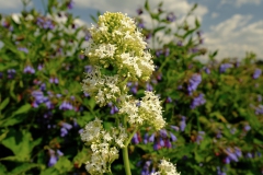 TonKlangLichterBlumenPrachtBretagneMai-17