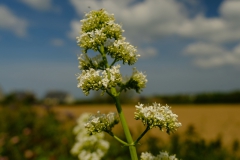TonKlangLichterBlumenPrachtBretagneMai-18