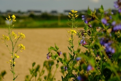 TonKlangLichterBlumenPrachtBretagneMai-19