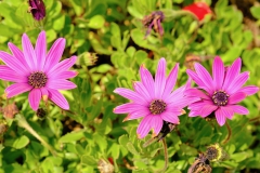 TonKlangLichterBlumenPrachtBretagneMai-2