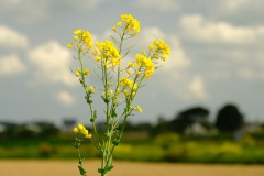 TonKlangLichterBlumenPrachtBretagneMai-20