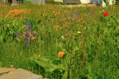 TonKlangLichterBlumenPrachtBretagneMai-22