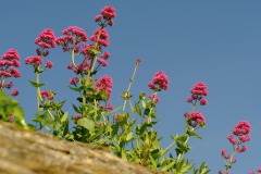 TonKlangLichterBlumenPrachtBretagneMai-23