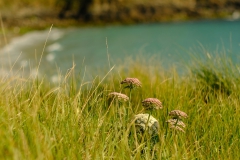 TonKlangLichterBlumenPrachtBretagneMai-24