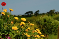 TonKlangLichterBlumenPrachtBretagneMai-3