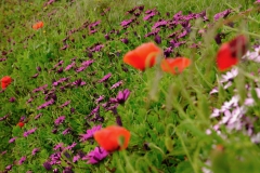 TonKlangLichterBlumenPrachtBretagneMai-4