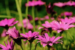 TonKlangLichterBlumenPrachtBretagneMai-5