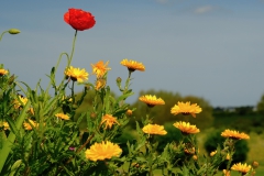 TonKlangLichterBlumenPrachtBretagneMai-6