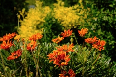 TonKlangLichterBlumenPrachtBretagneMai-7