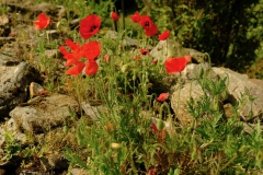 TonKlangLichterBlumenPrachtBretagneMai-8