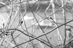 TonKlangLichterBretagneArts2023-16