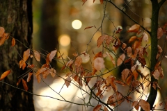 TonKlangLichterDECEMBER-1